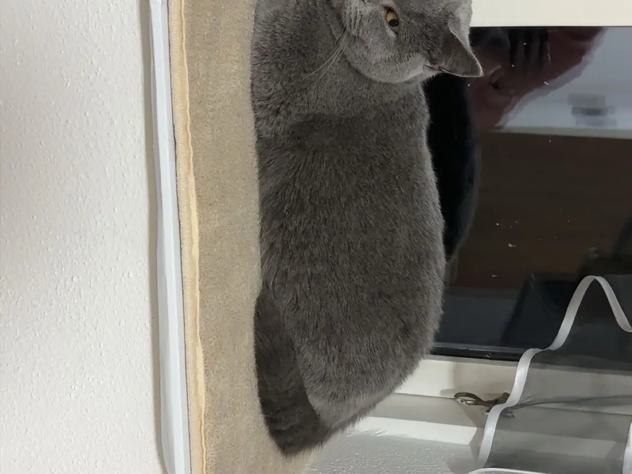 Billede 2 - British shorthair killinger søger hjem