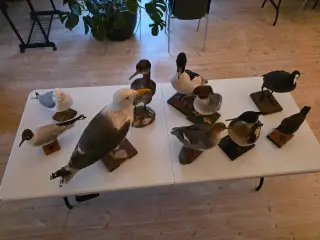 Vandfugle sælges, enten samlet eller hver for sig