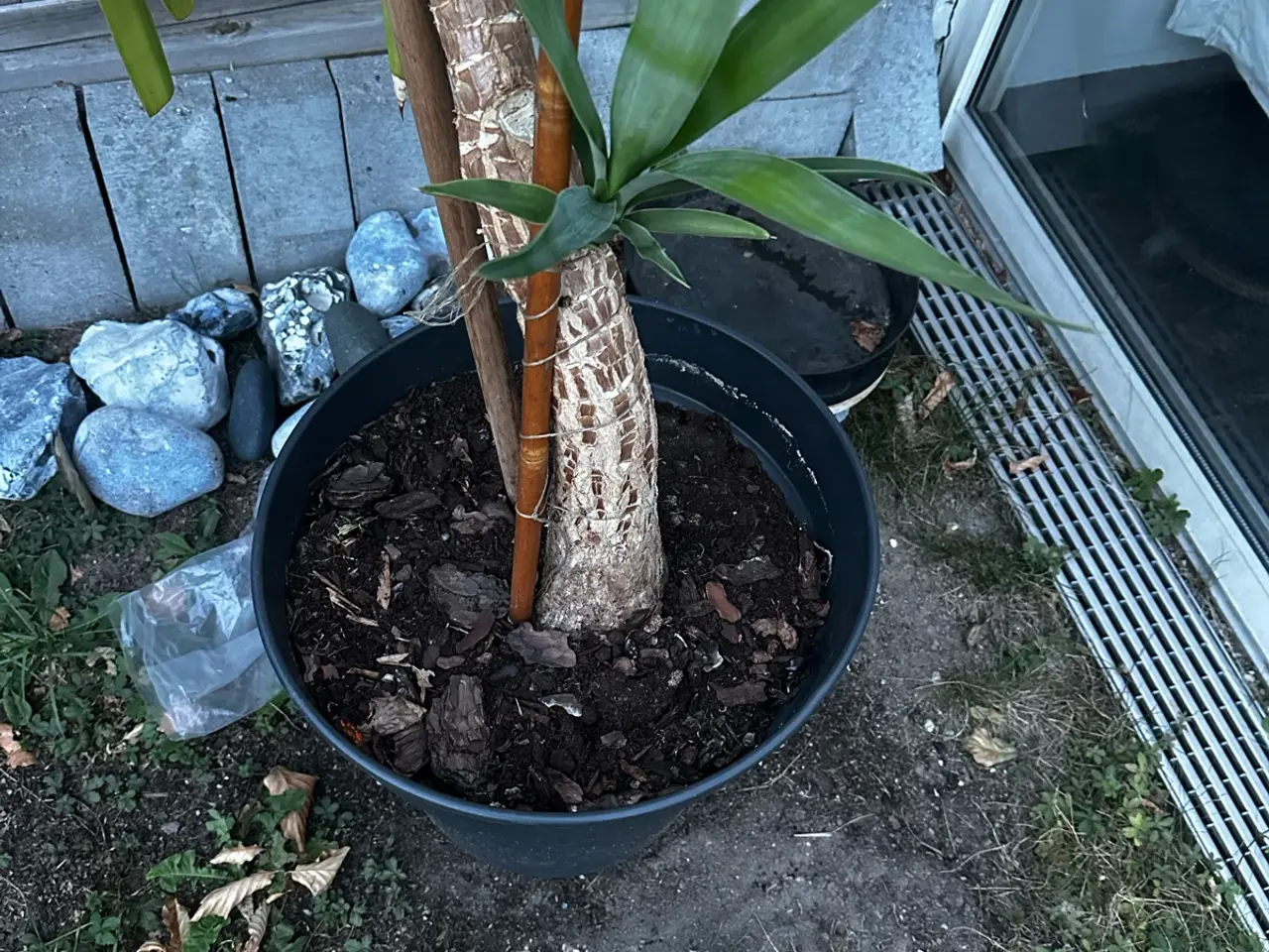 Billede 2 - Flot høj palme
