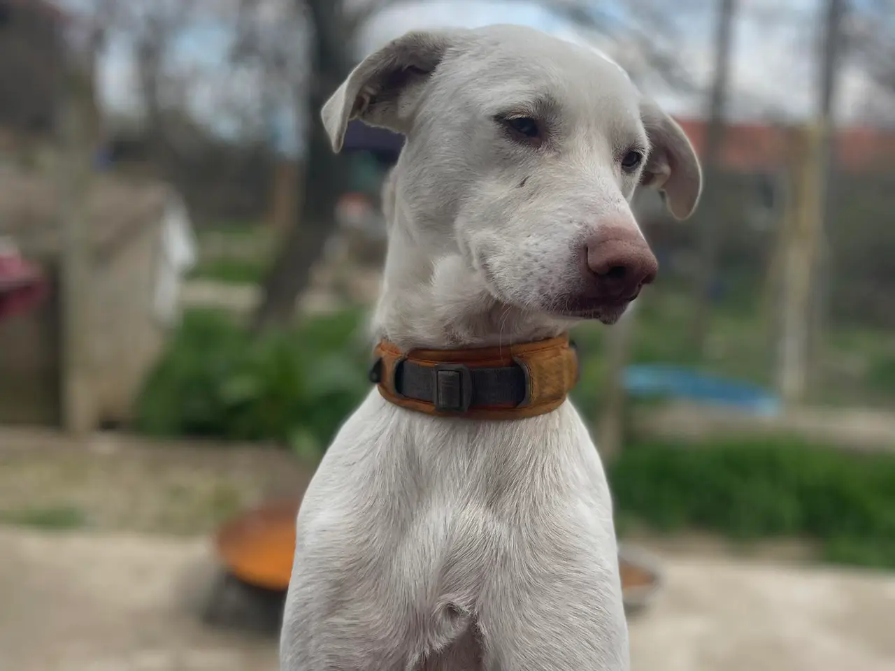 Billede 1 - Sødeste Snoopy søger sin egen familie<3