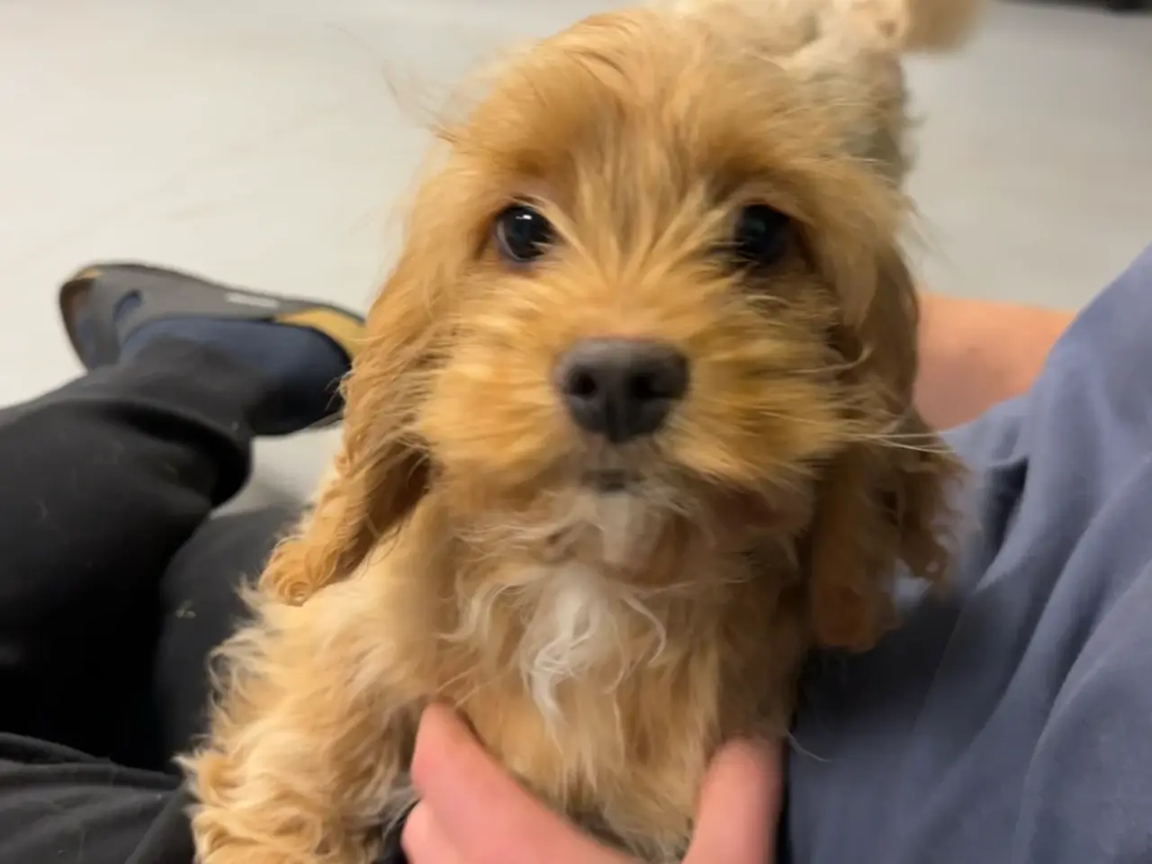 Billede 4 - Søde cockapoo hvalpe