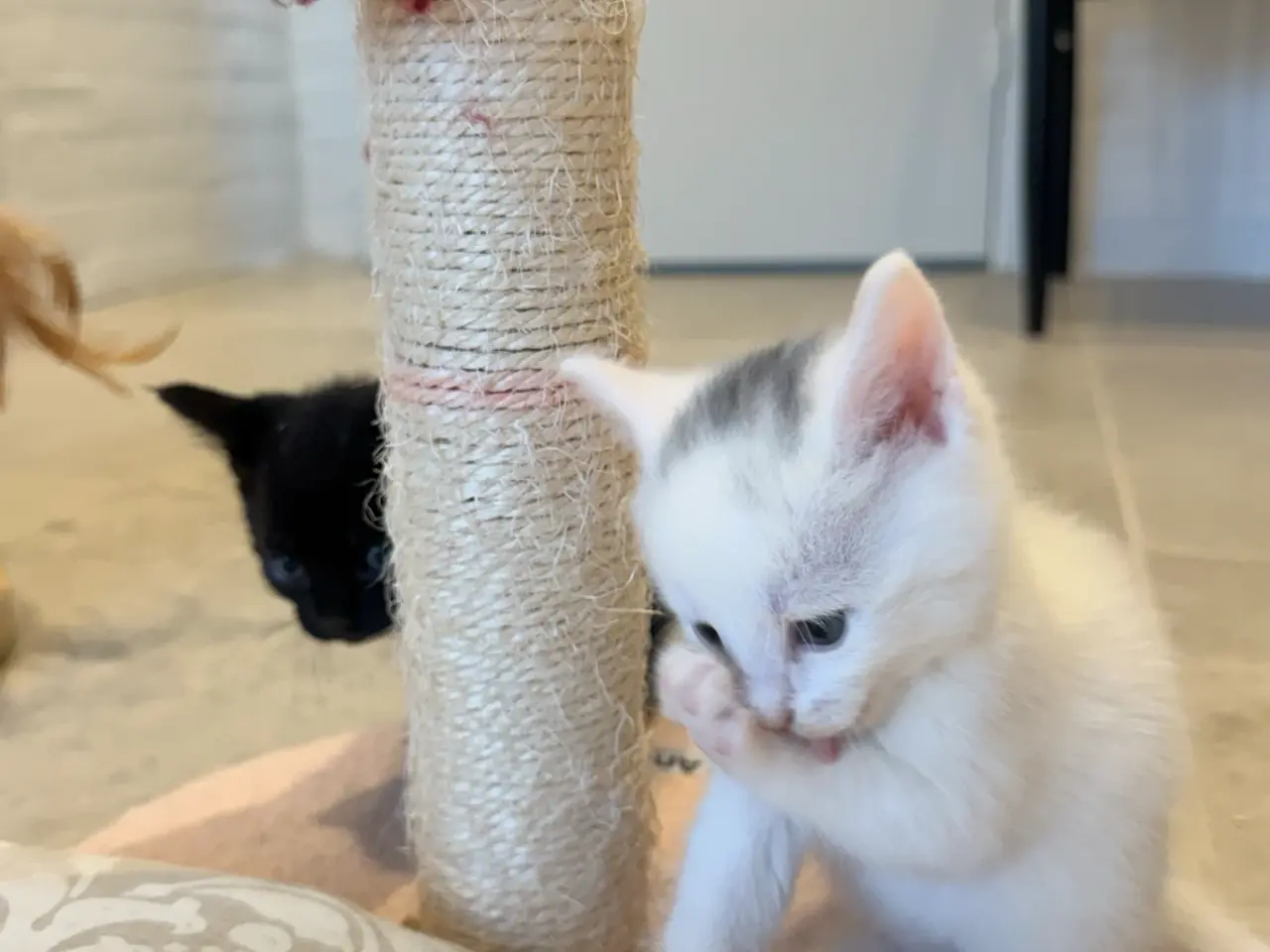 Billede 9 - Blandingskilinger ( 25% maincoon)