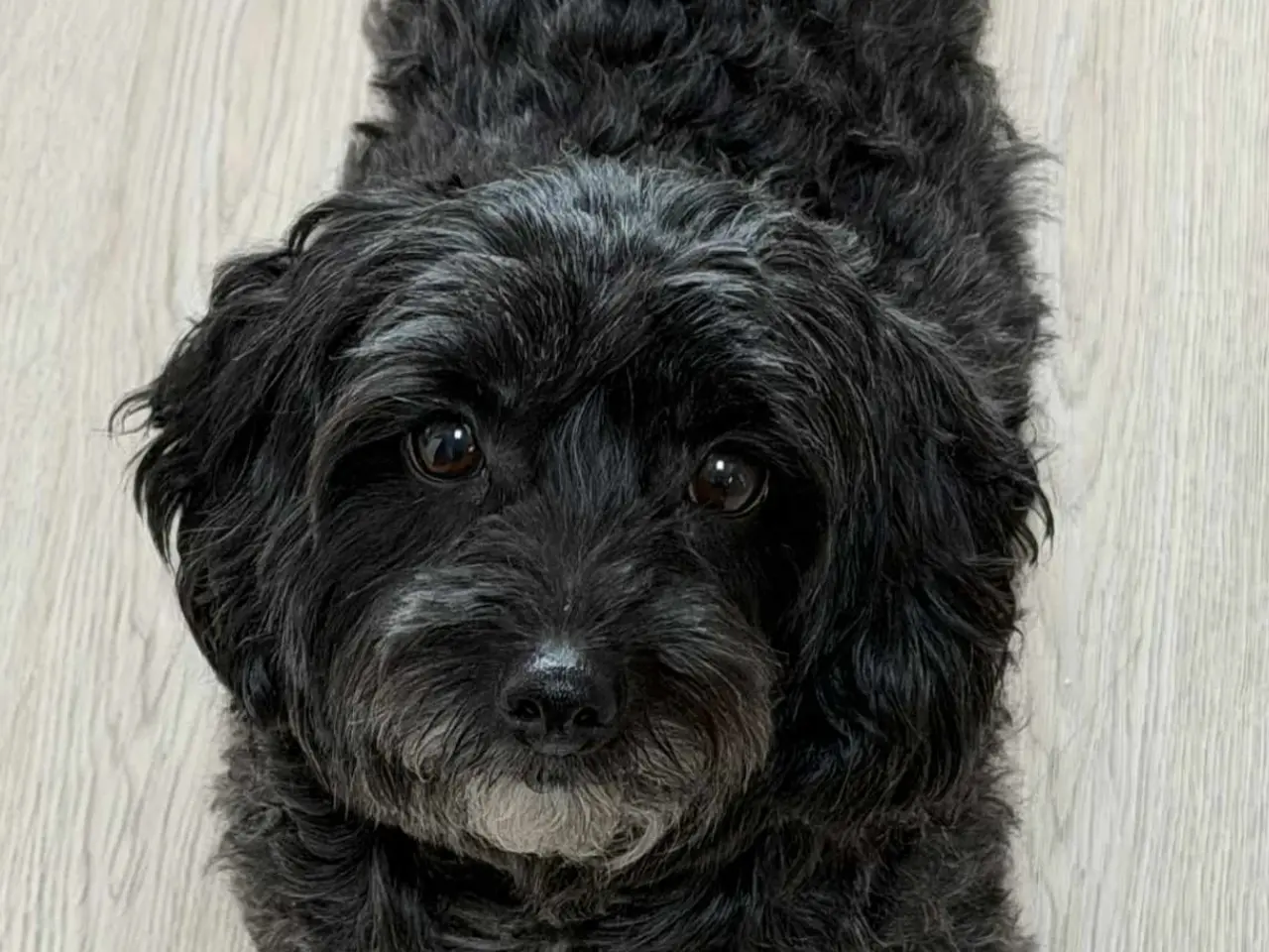 Billede 3 - Maltipoo hvalp 6 uger
