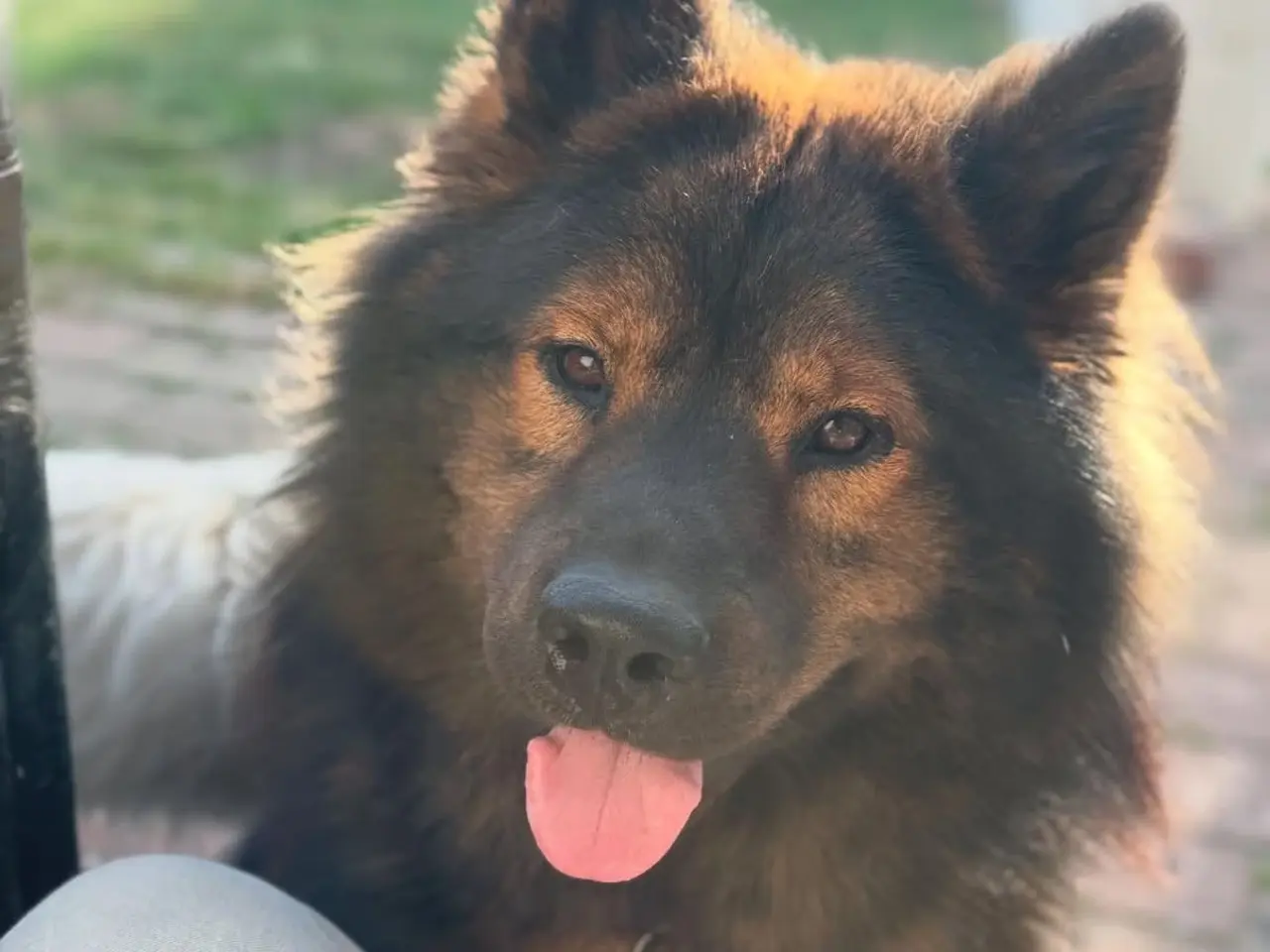Billede 2 - Eurasier Hunde avl/parring