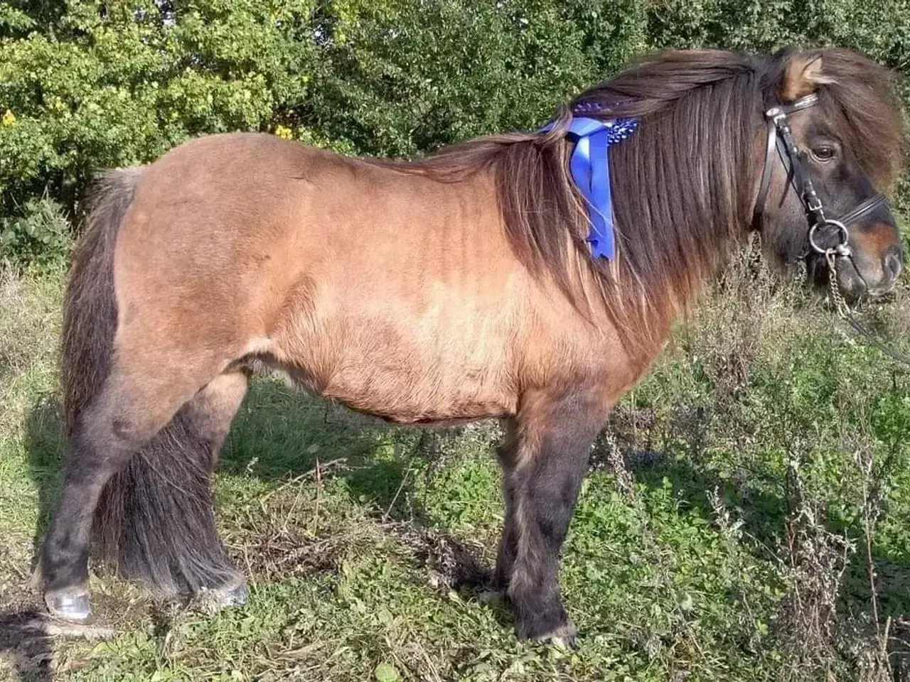 Billede 1 - Kåret Shetlandspony Avlshingst.
