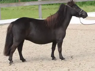 Skønneste Ifolede Falabella miniature heste