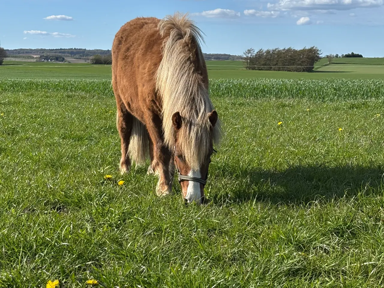 Billede 5 - Sød og rolig 1 års hingst 