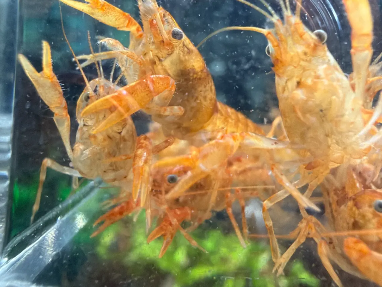 Billede 5 - 🦞 Flotte luksus orange CPO krebs🦞