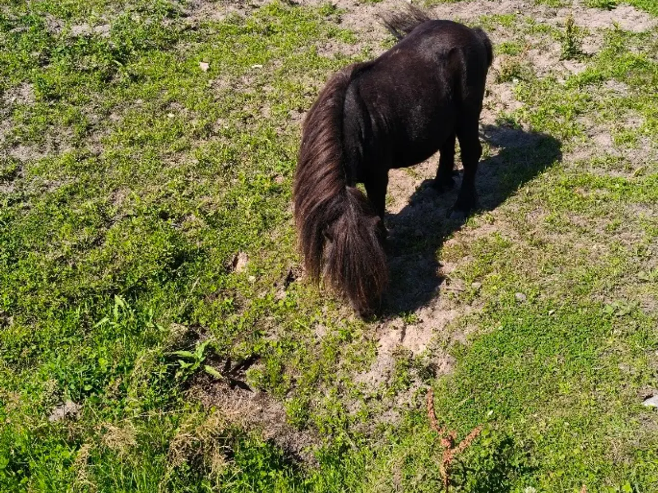 Billede 1 - Robinson måske Danmarks sødeste pony.
