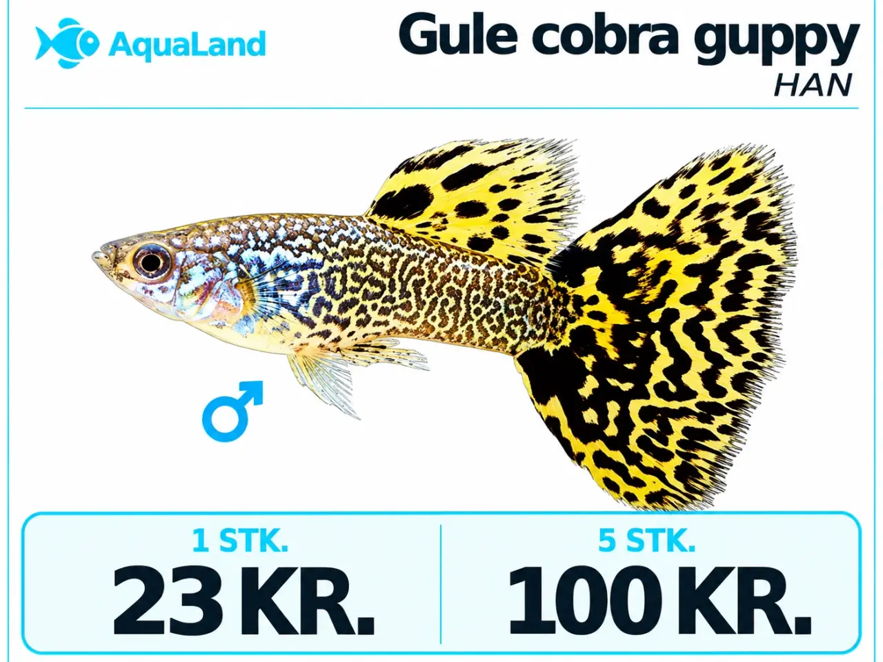 Billede 5 - Gule cobra guppy fisk