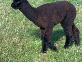 Alpacahopper