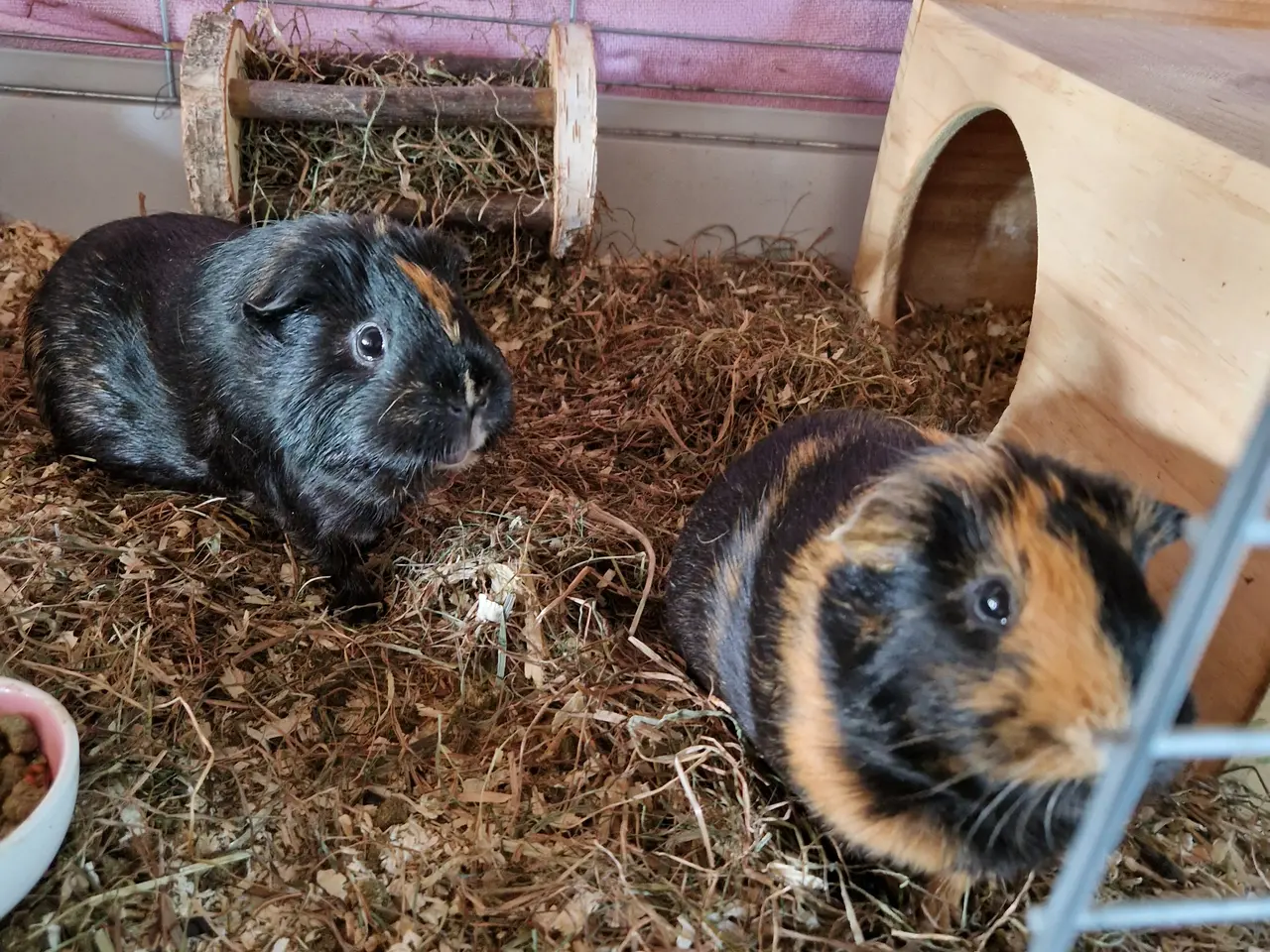 Billede 1 - 2 skønne piger på 1,5 år sælges.