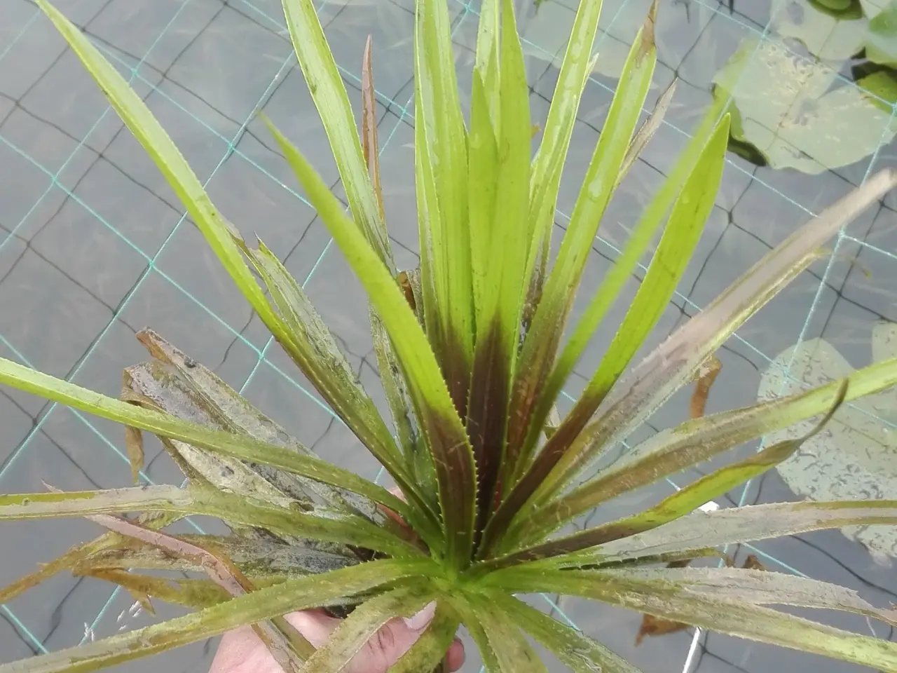 Billede 1 - Vandplante - krebseklo