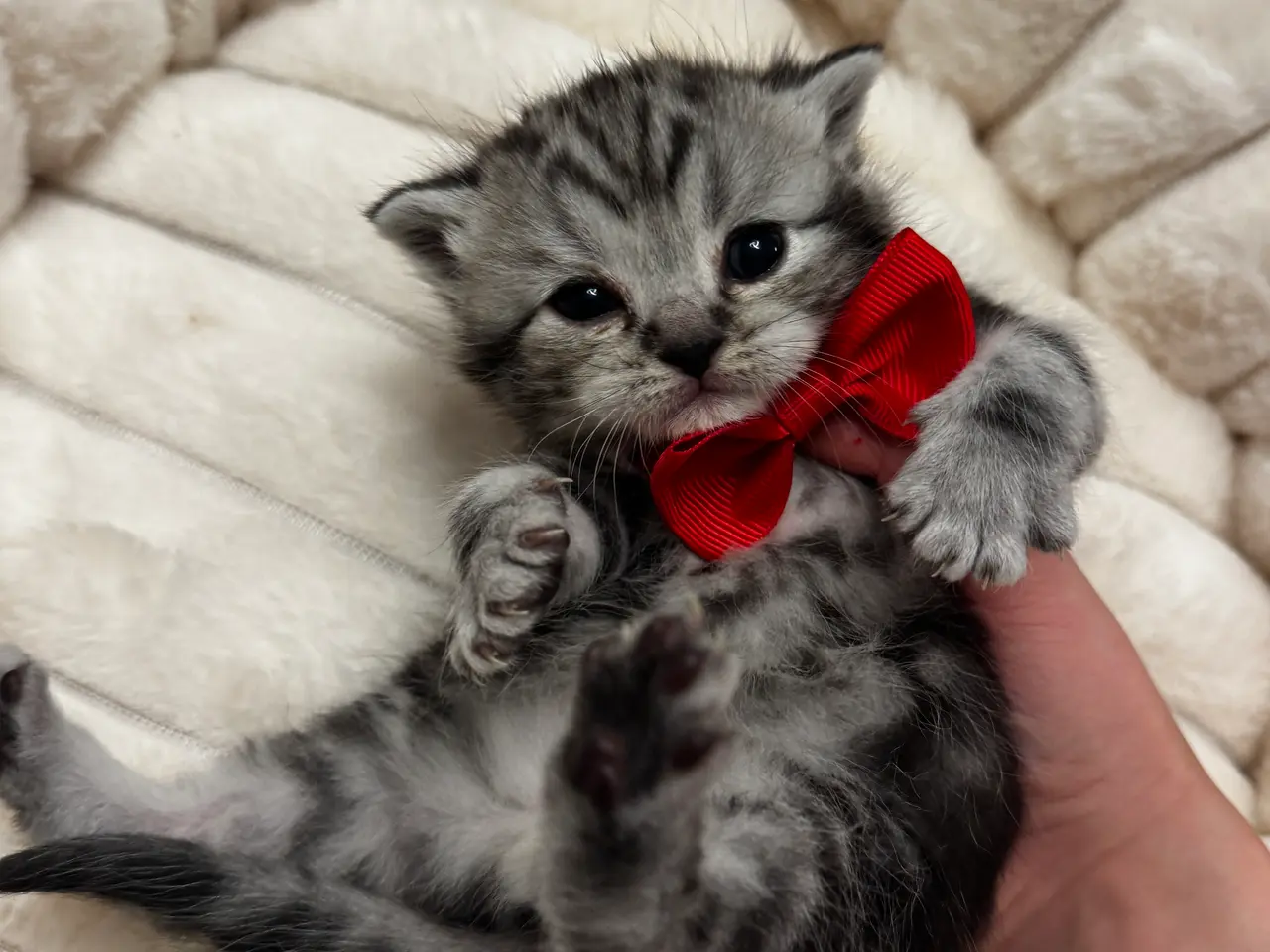 Billede 9 - Unikkeste British Shorthair Killinger til Salg