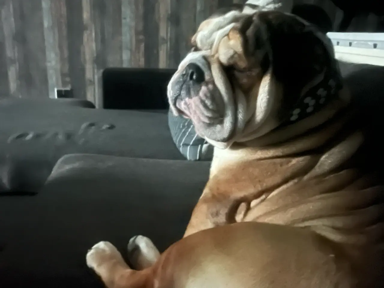 Billede 5 - Engelsk bulldog 
