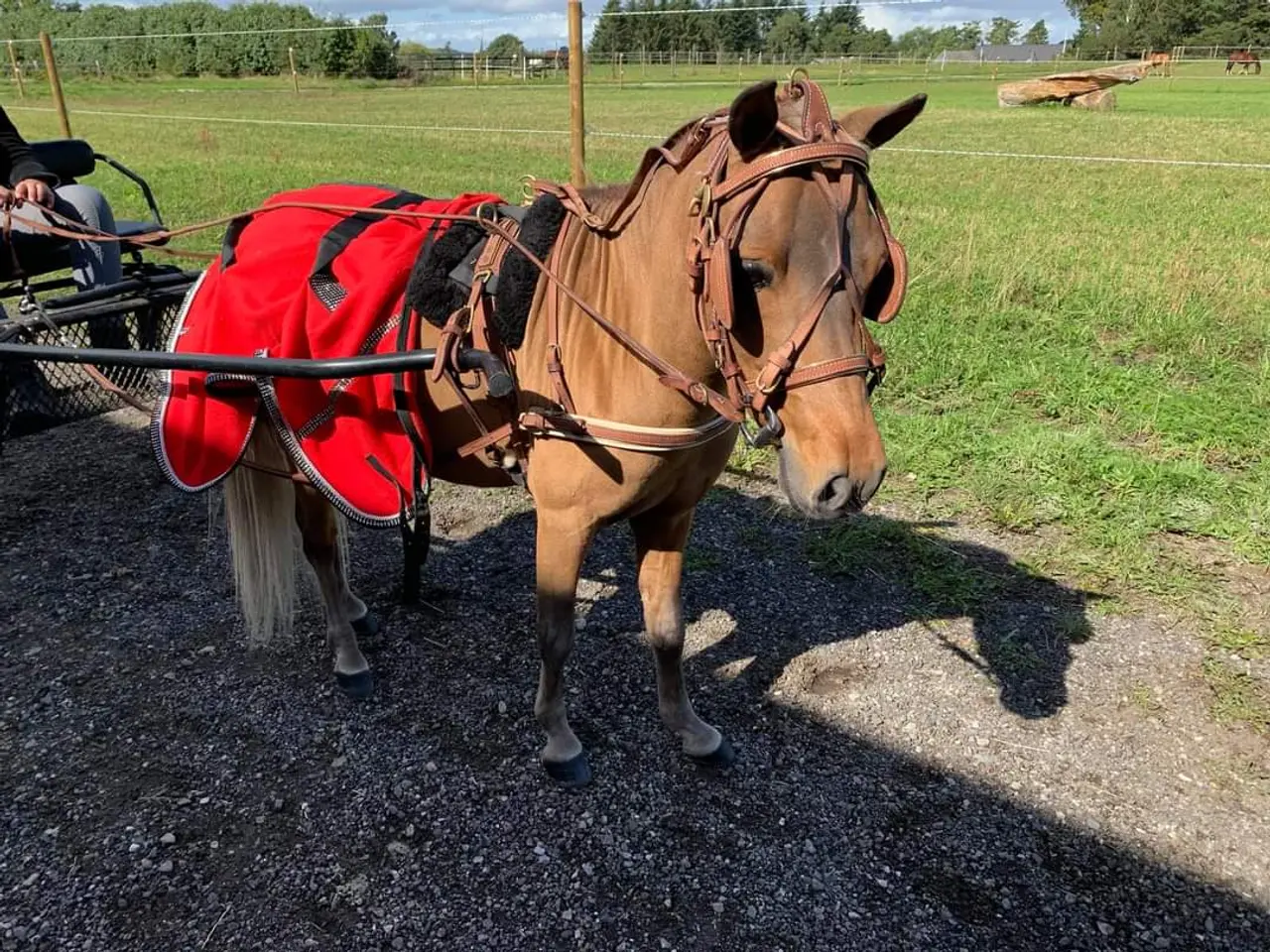 Billede 6 - Amerikanske miniature hingst med fuld stamtavle