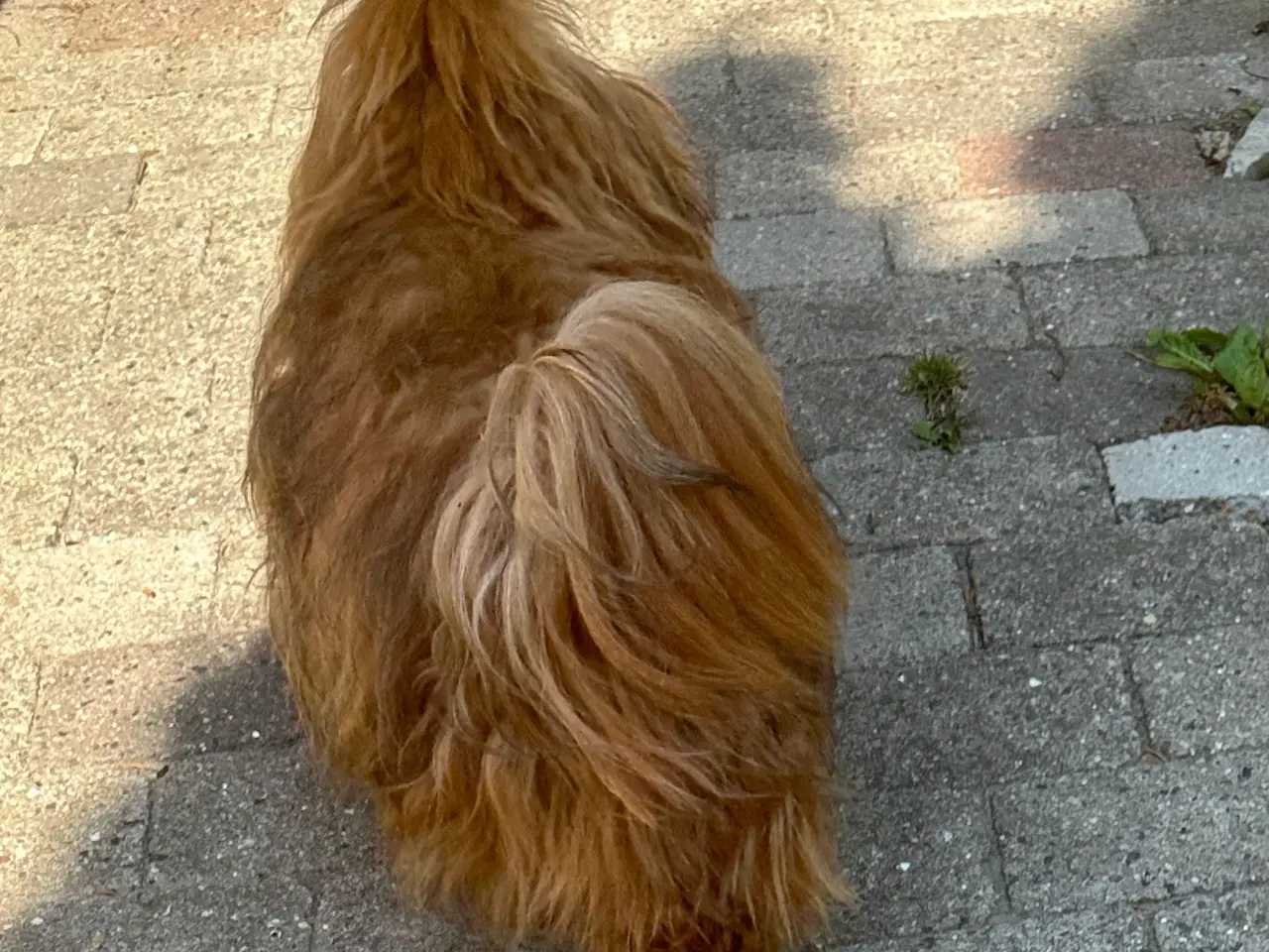 Billede 8 - 💞SKØNNE BICHON HAVANAIS HVALPE💞