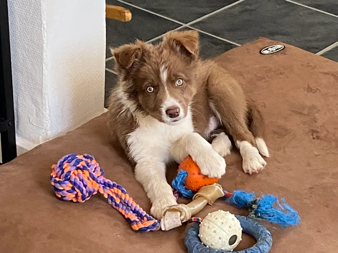 Billede 13 - Border Collie Så er vi Klar