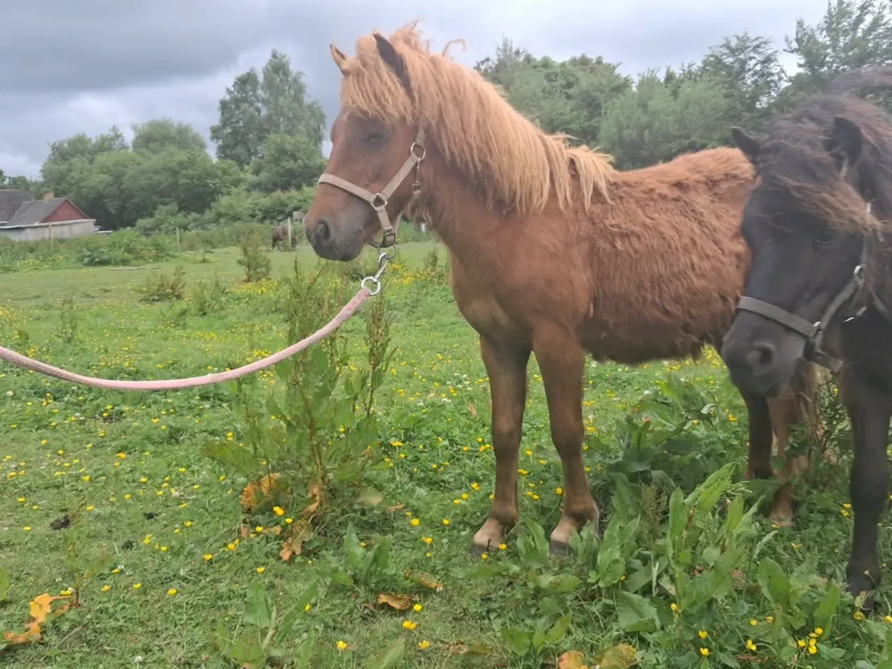 Billede 6 - Sønderskovs Formidable 6mdr hingst.