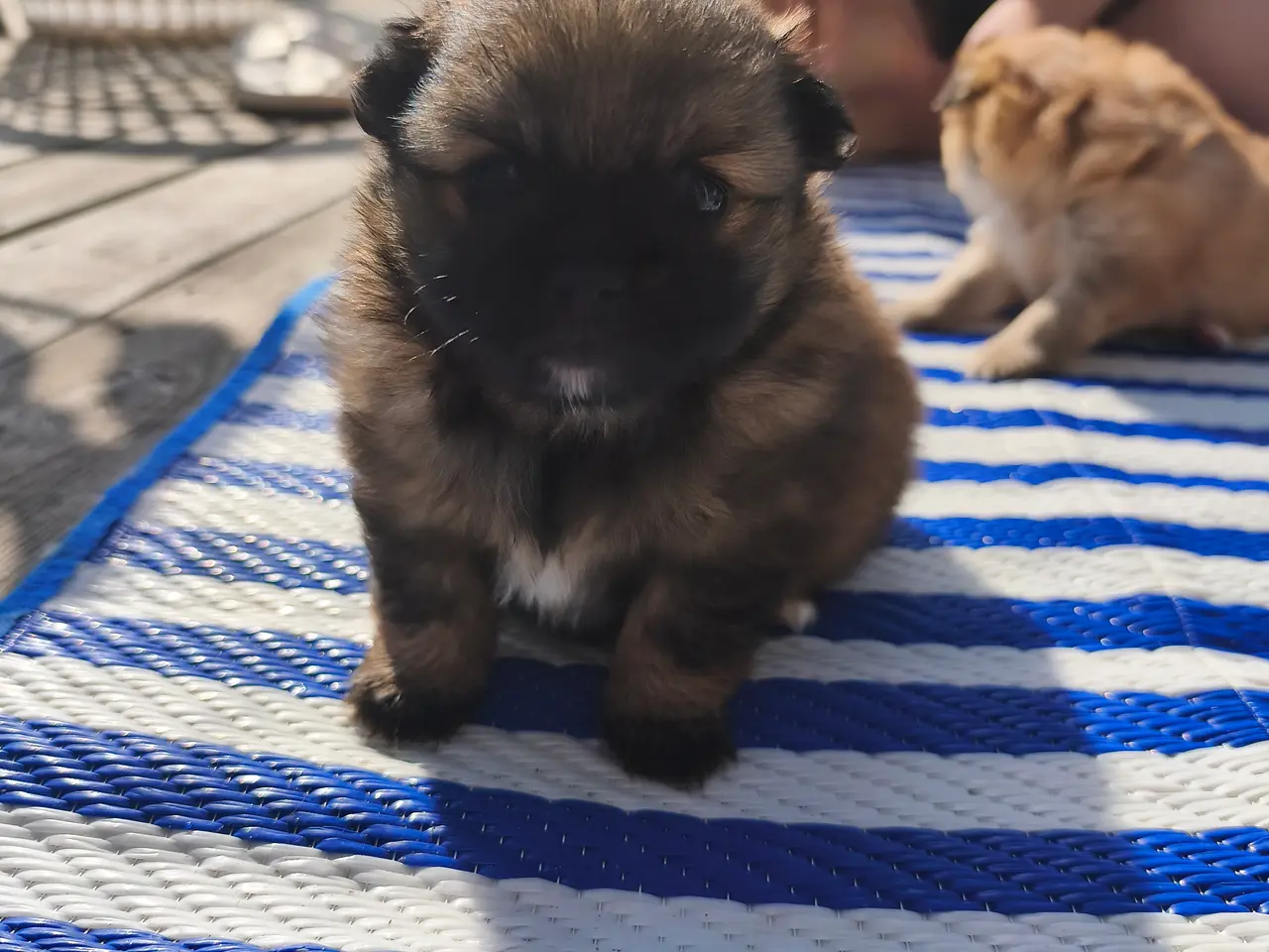 Billede 1 - Pomeranian / Chihuahua