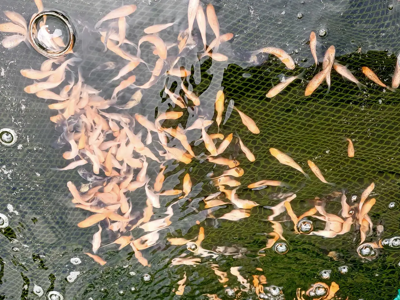 Billede 2 - 25 stk koi (3-5cm)