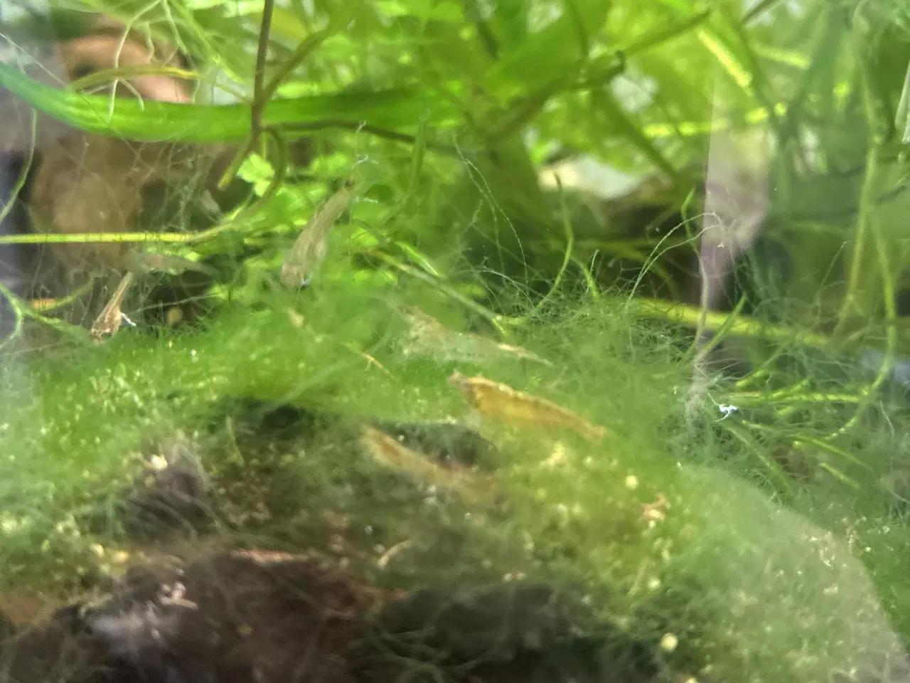 Billede 2 - 🦐 Neocaridina-rejer til salg – sunde og aktive! 