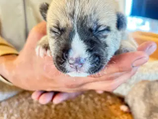 Japansk Akita hvalpe
