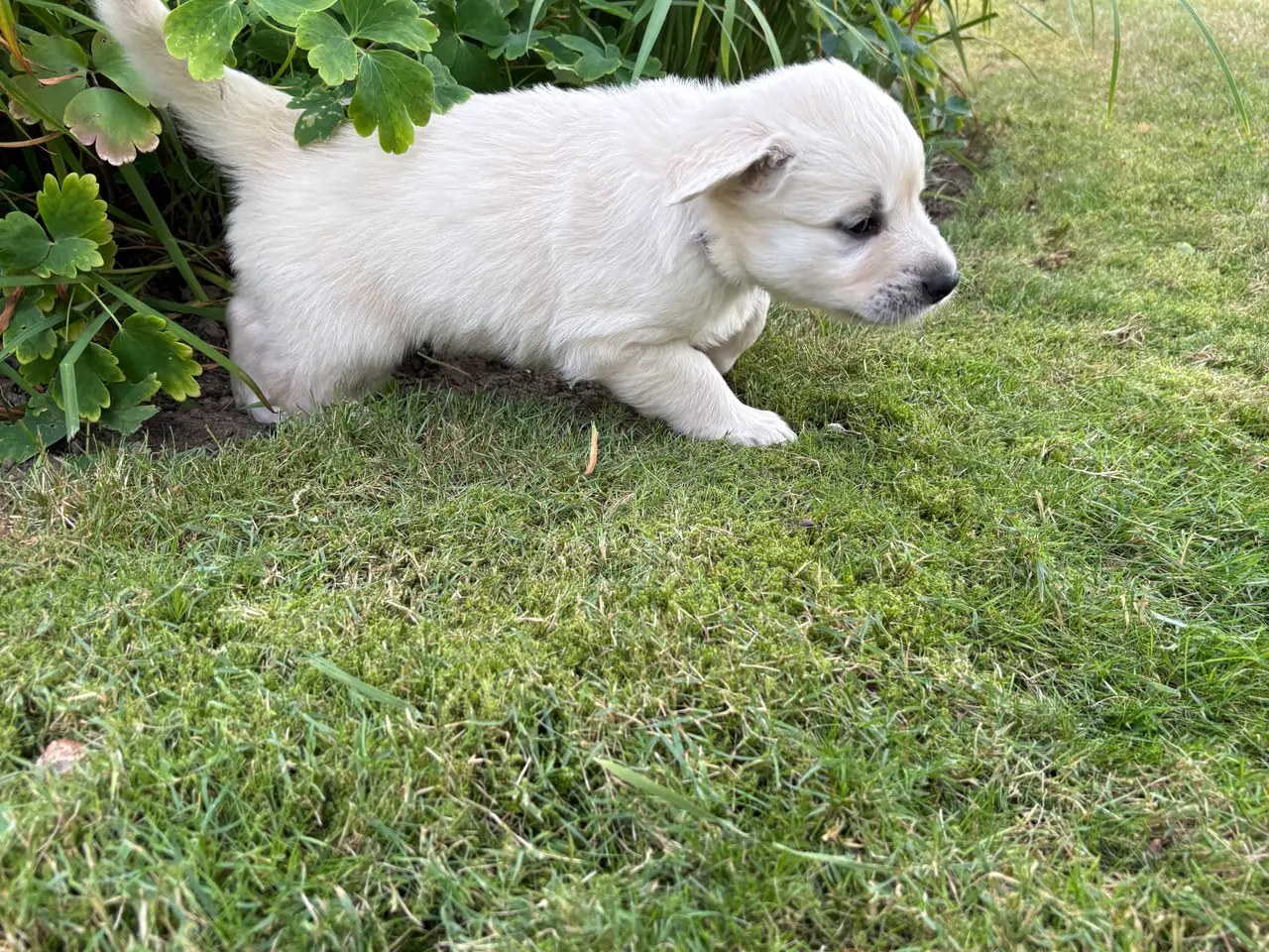 Billede 4 - Golden retriever hundehvalpe, 6 uger gamle