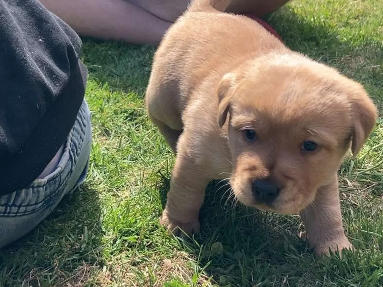 Billede 3 - Blandings Hvalpe 3/4 labrador 1/4 chow chow