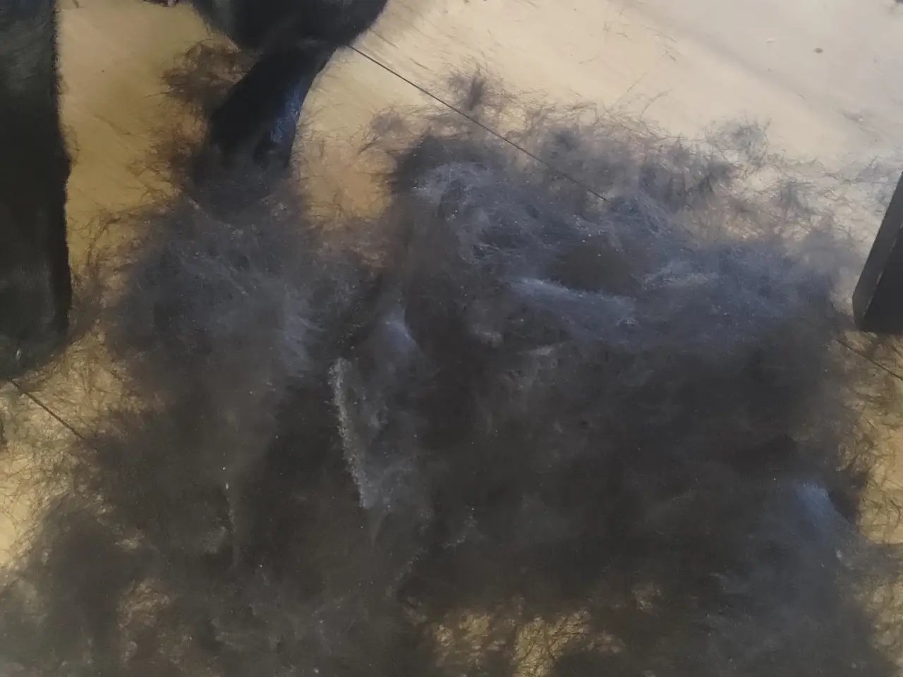 Billede 12 - Hundefrisør/trimming/groomer 