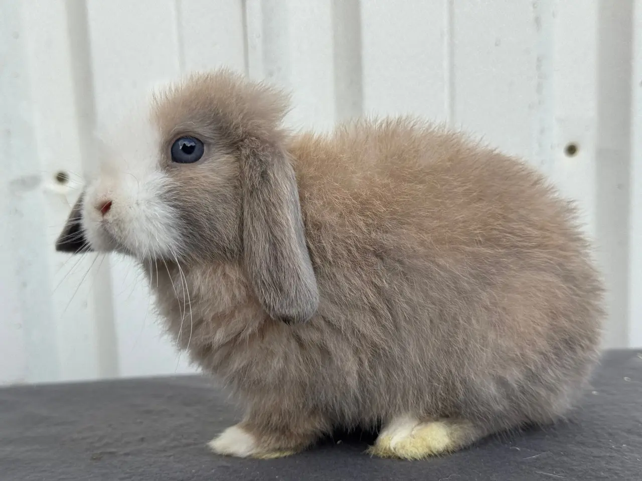 Billede 5 - Mini lops salgsklare