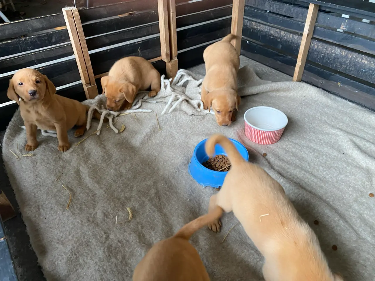 Billede 5 - Red FOX Labrador hvalpe sælges