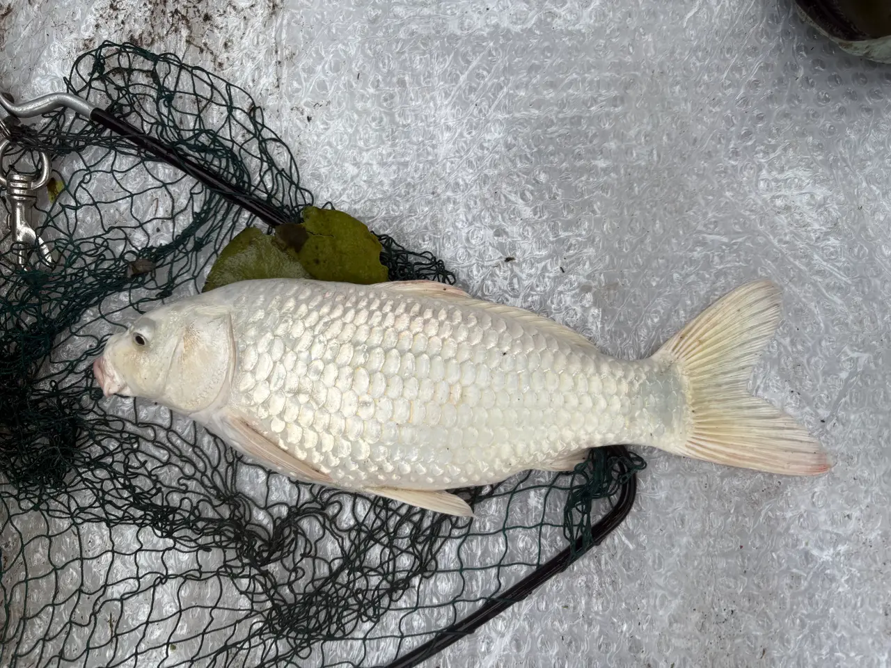 Billede 1 - Fisk / koi karpe
