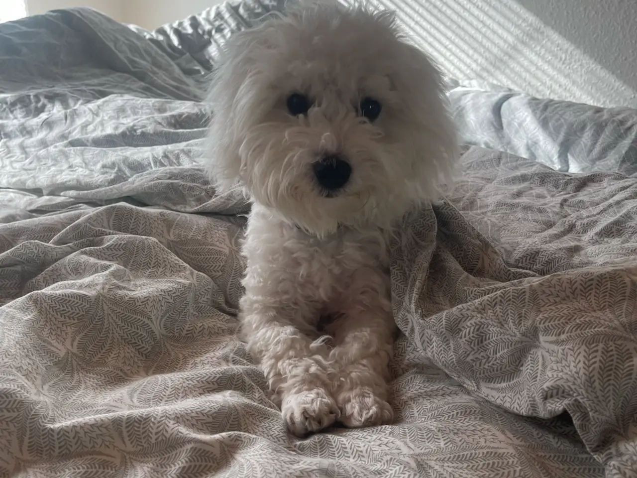 Billede 2 - Coton de tulear/ havaneser blanding