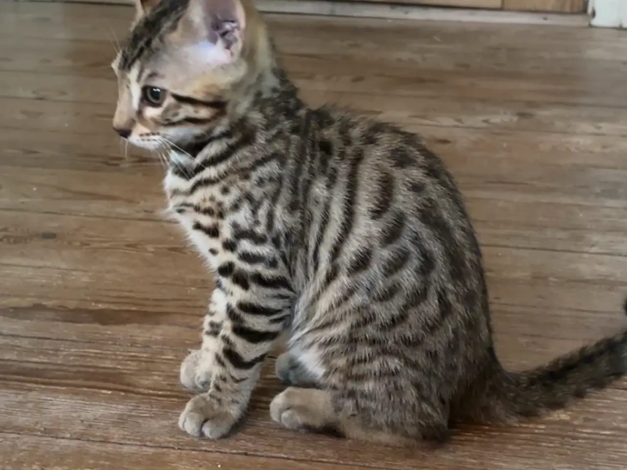Billede 8 - Fine Bengal killinger klar til afrejse