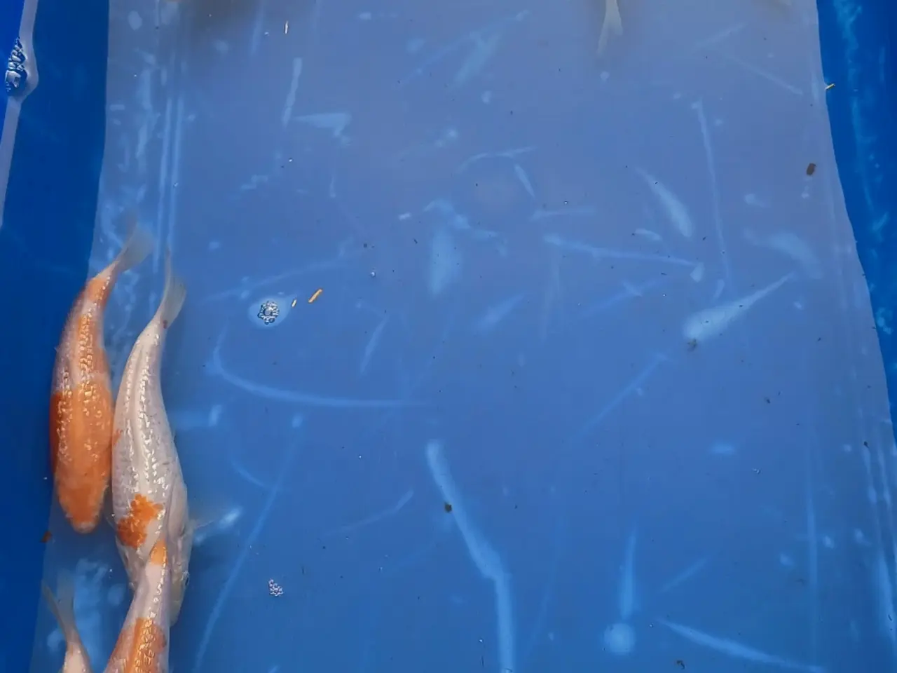 Billede 5 - Koi 20-24 cm