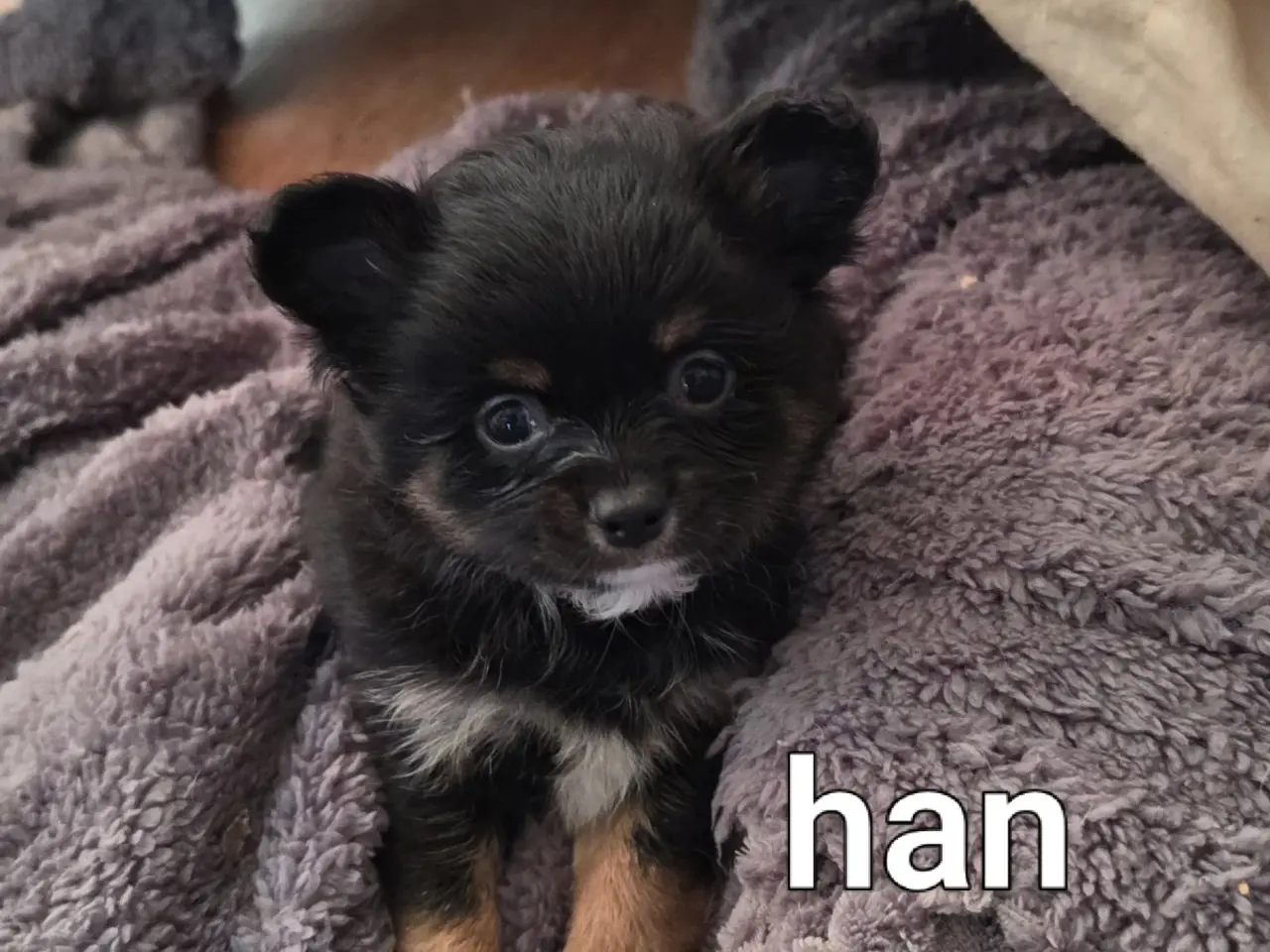 Billede 1 - Langhåret Chihuahua hvalpe