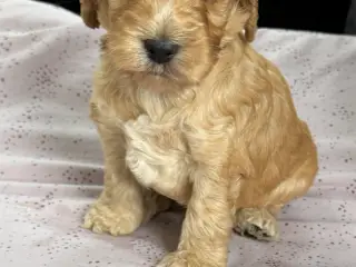 🐶❤️ 4 SKØNNE COCKERPOO-HVALPE SØGER KÆRLIGE HJEM 