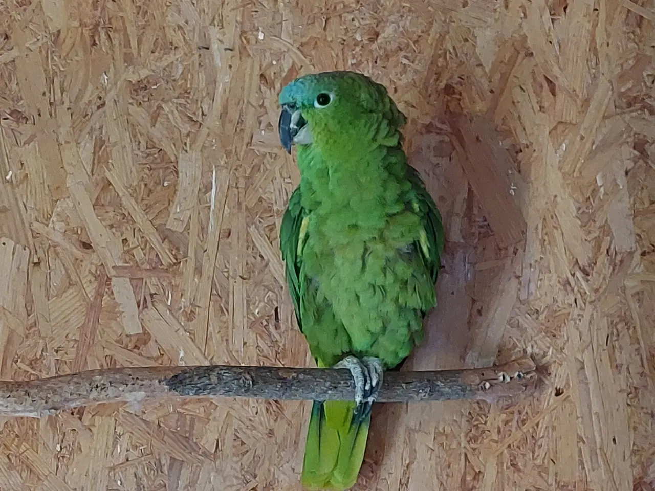 Billede 1 - Costa Rica Amazone  Papegøje