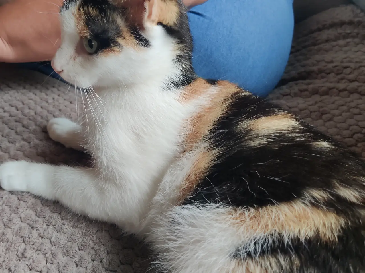 Billede 3 - Mor mis gabbie og Milo