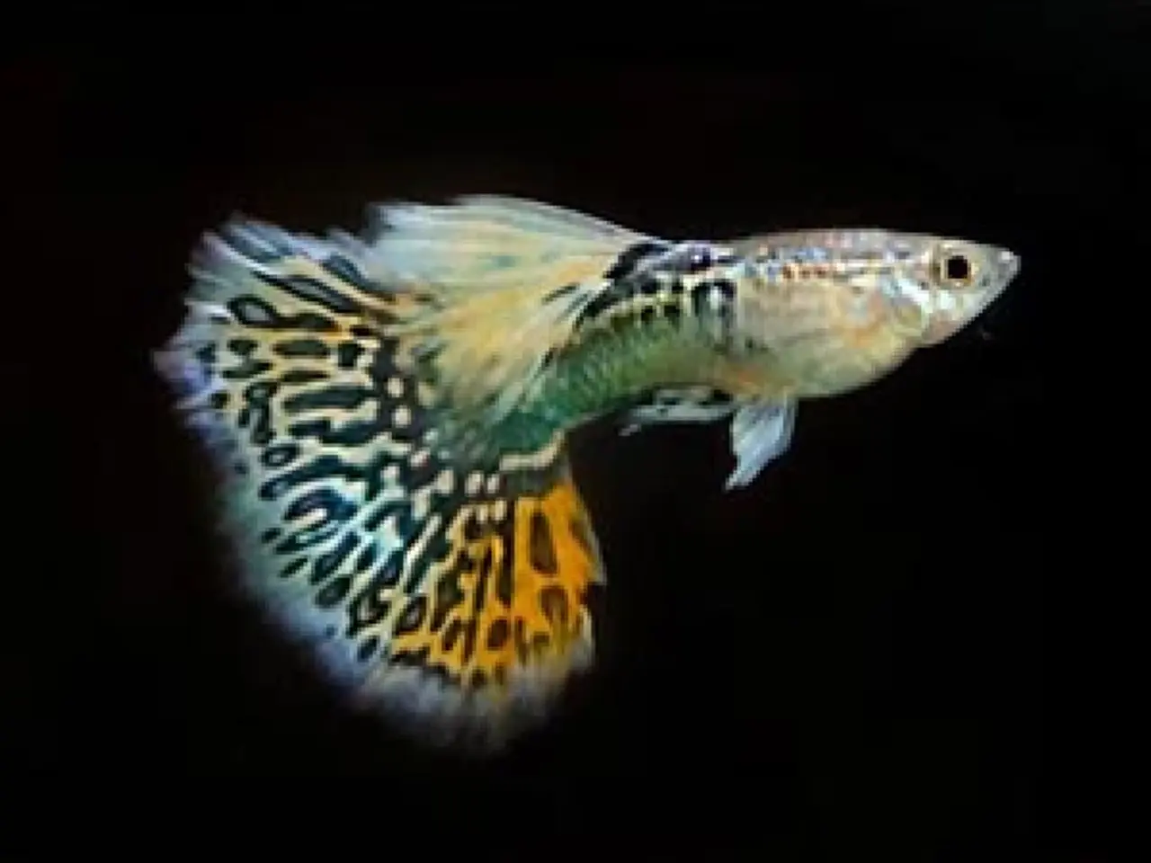 Billede 1 - Ren stammede guppier