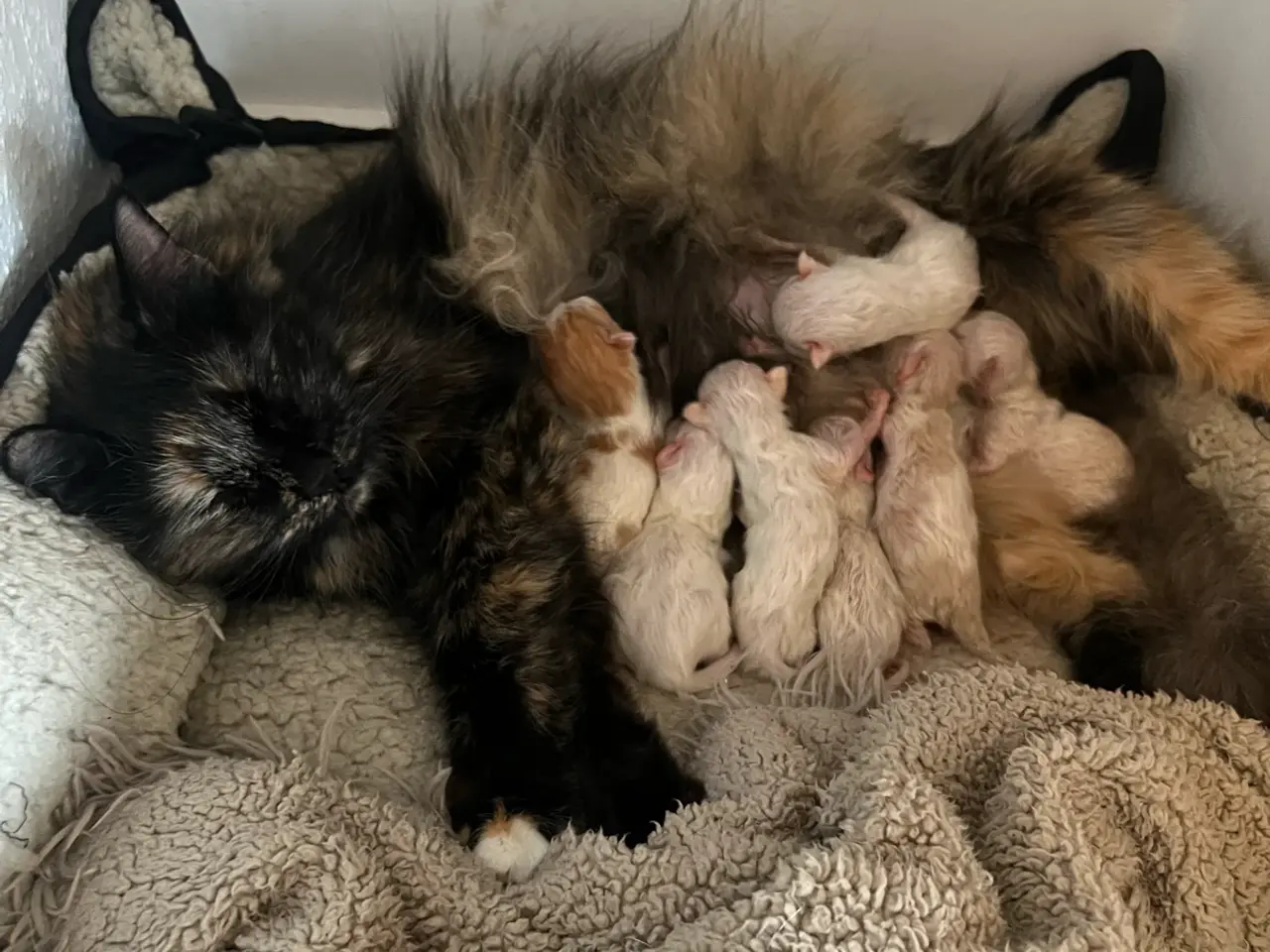 Billede 9 - Ragdoll/maine coon