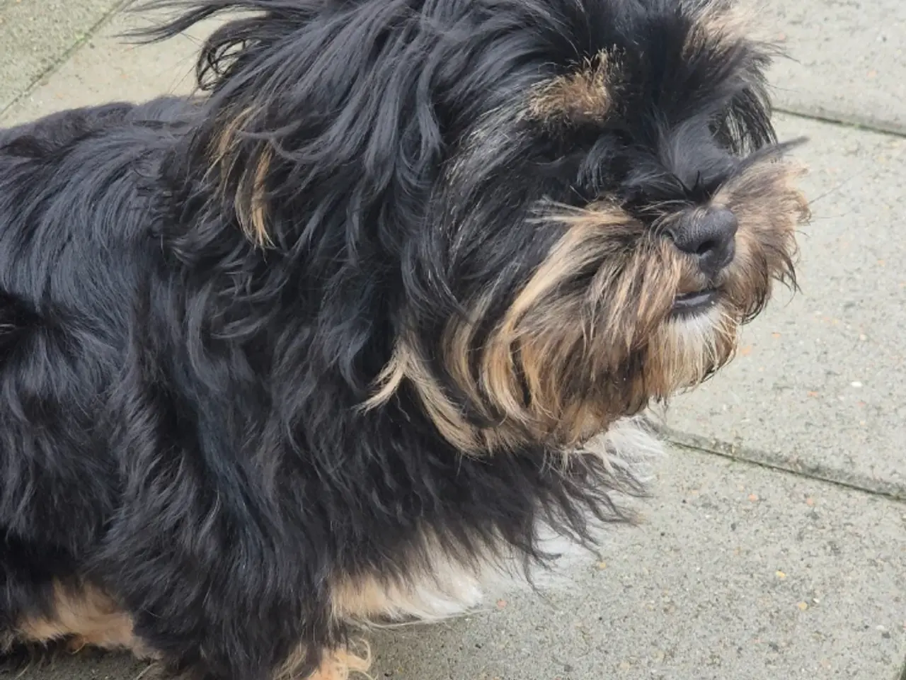 Billede 8 - Shih Tzu/ bichon havanais