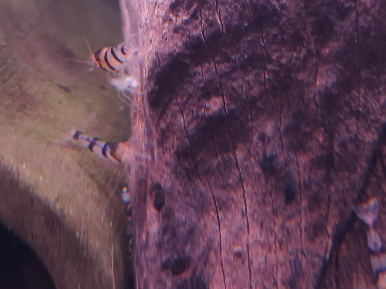 Billede 6 - Caridina racoon tiger rejer