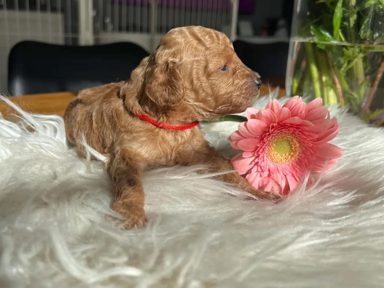 Billede 3 - Toy puddel hvalpe 