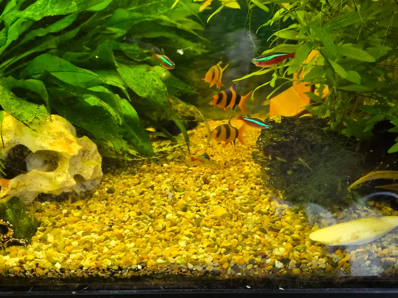 Billede 3 - Pragtsmerlinger, Zebra smerling (Botia striata), k