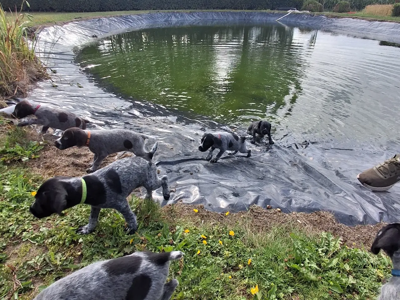 Billede 7 - Ruhåret hønsehund hvalpe