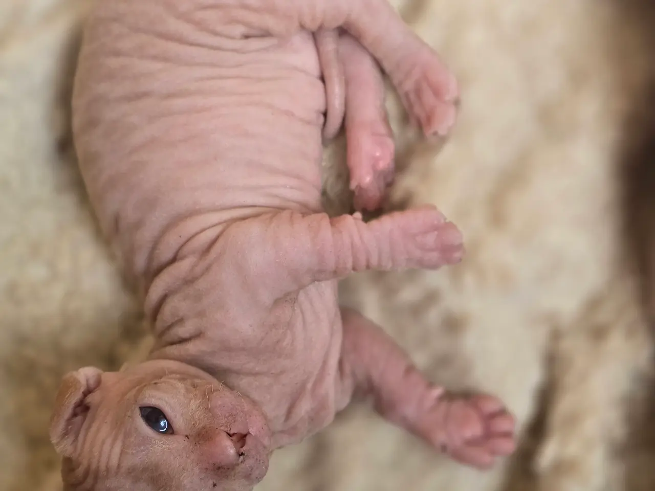 Billede 1 - Sphynx Mikkel fartstribe 