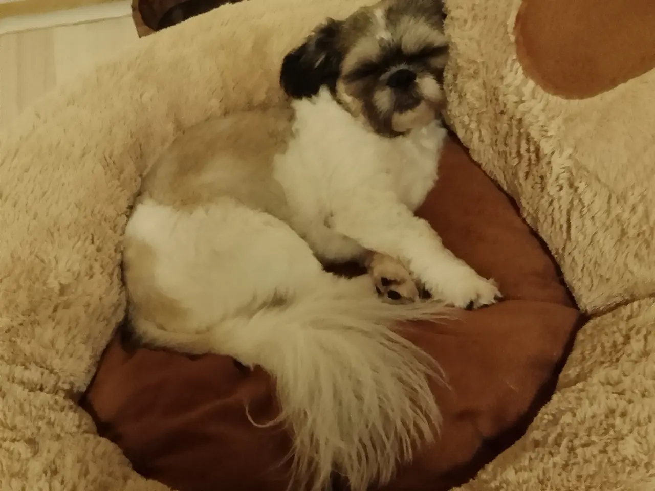 Billede 5 - Shih tzu
