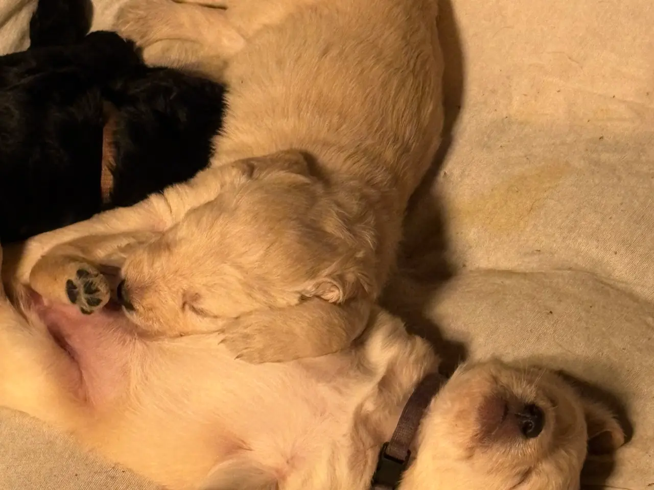 Billede 8 - Doodle Hvalpe stueopdræt - labrador og kongepuddel